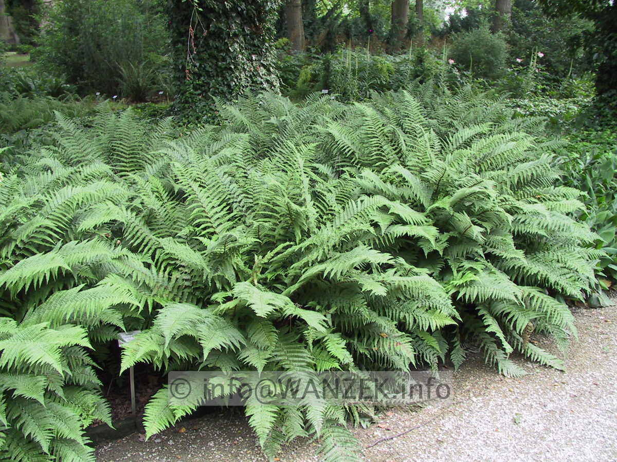 Dryopteris affinis stilupensis.JPG